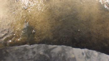 Media type: image;   Invertebrate Zoology 153118 Description: live specimen;